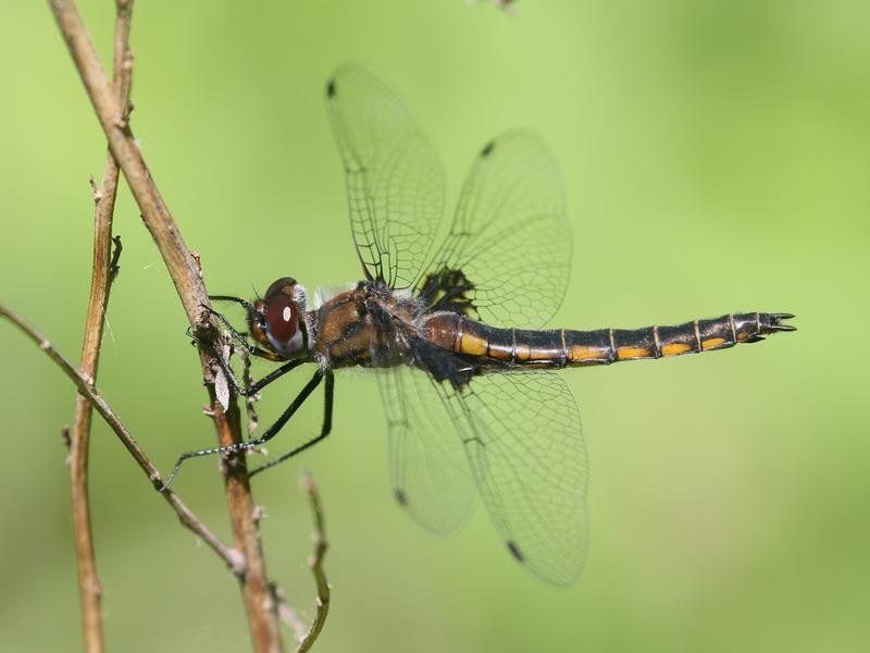 Photo of Common Baskettail