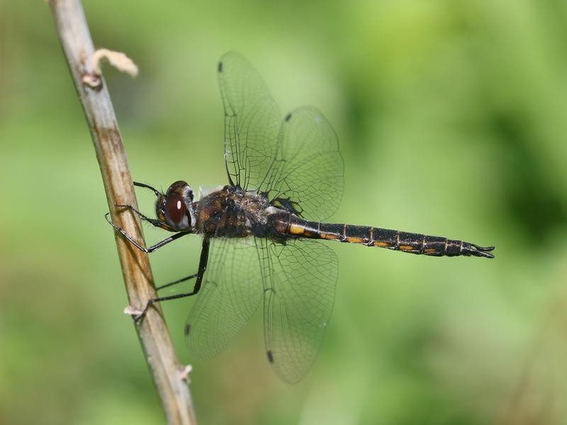 Photo of Common Baskettail