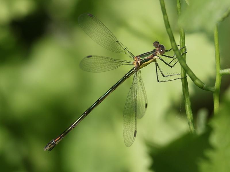 Photo of Elegant Spreadwing