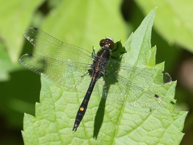 Photo of Dot-tailed Whiteface