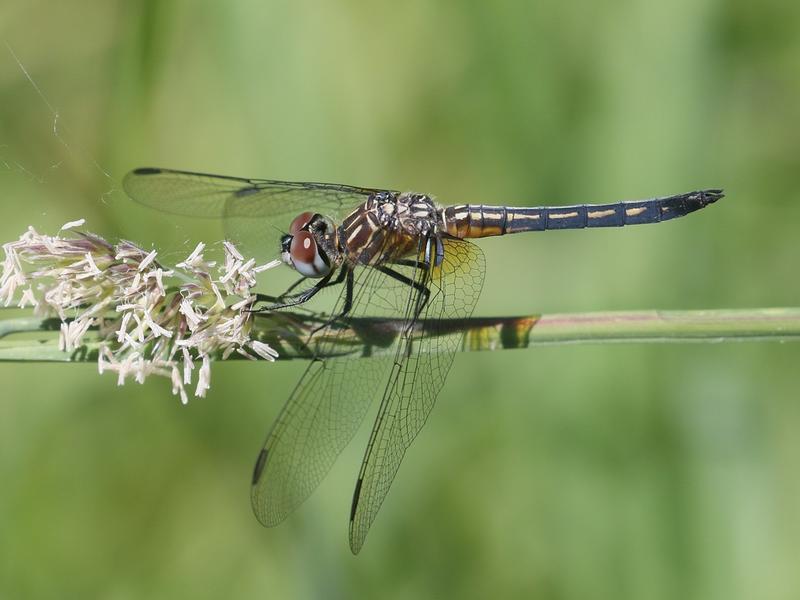 Photo of Blue Dasher