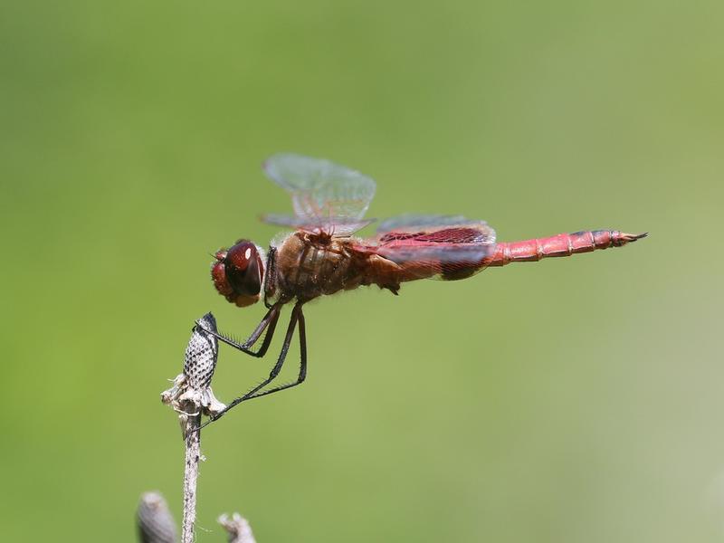 Photo of Red Saddlebags