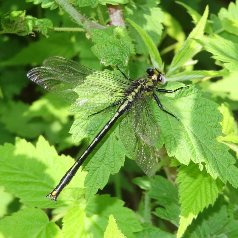 Photo of Horned Clubtail