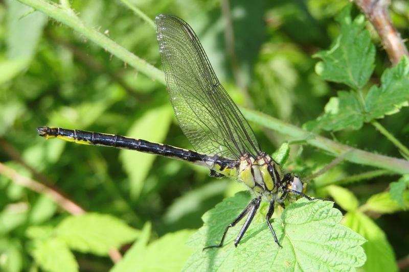 Photo of Horned Clubtail