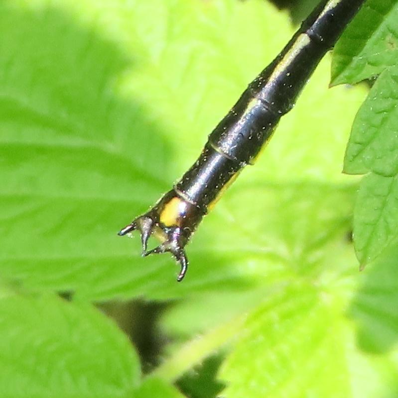 Photo of Horned Clubtail