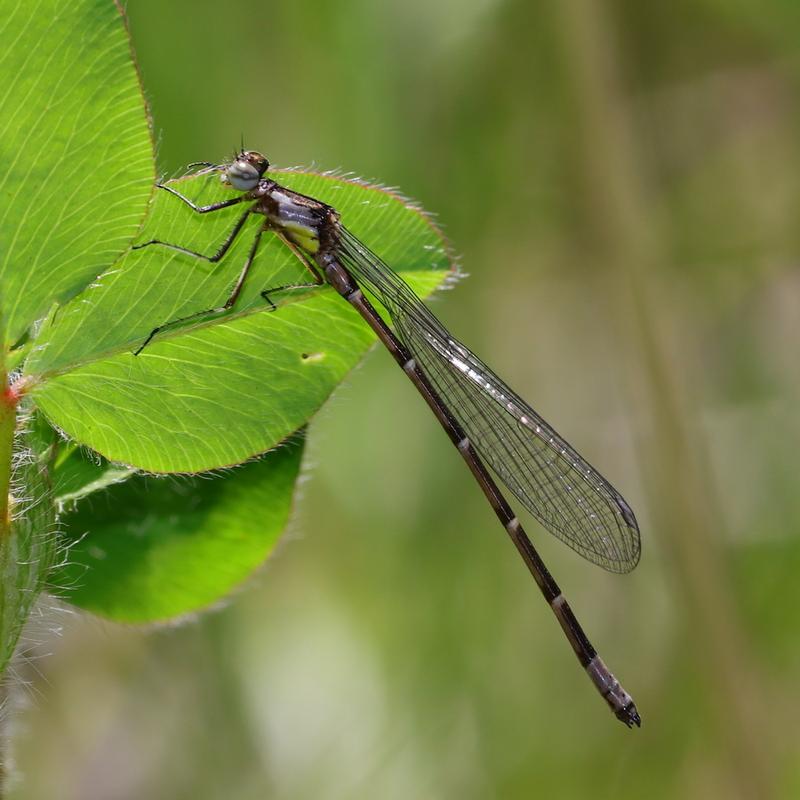 Photo of Aurora Damsel