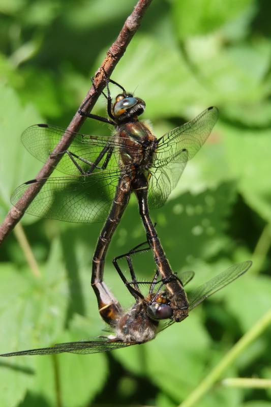 Photo of American Emerald