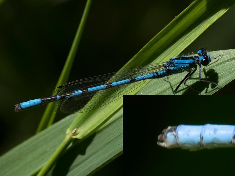 Photo of Boreal Bluet