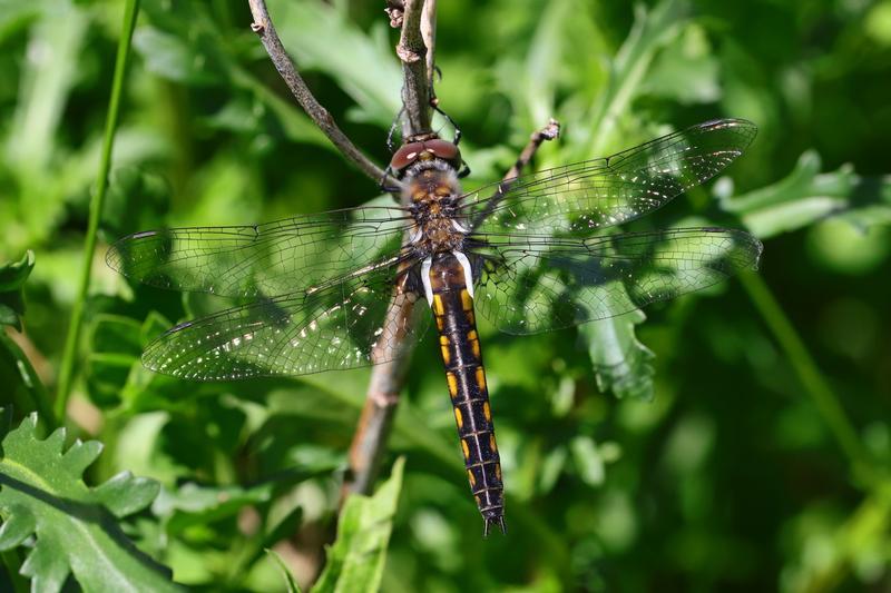 Photo of Common Baskettail