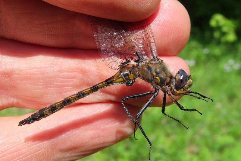 Photo of Beaverpond Baskettail