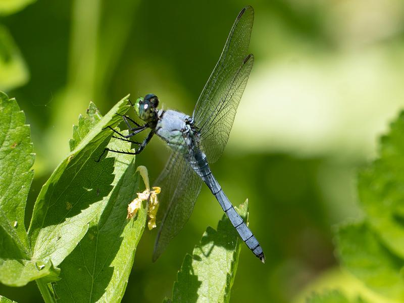 Photo of Eastern Pondhawk