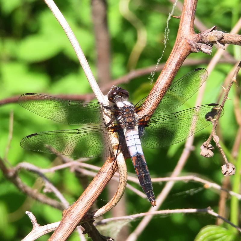 Photo of Chalk-fronted Corporal