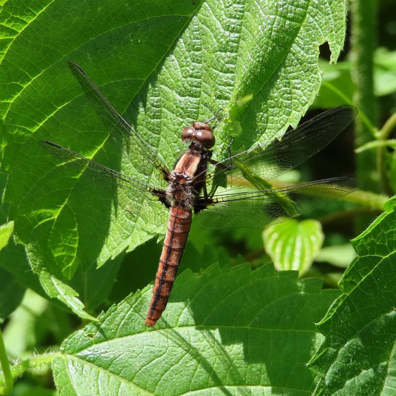 Photo of Chalk-fronted Corporal