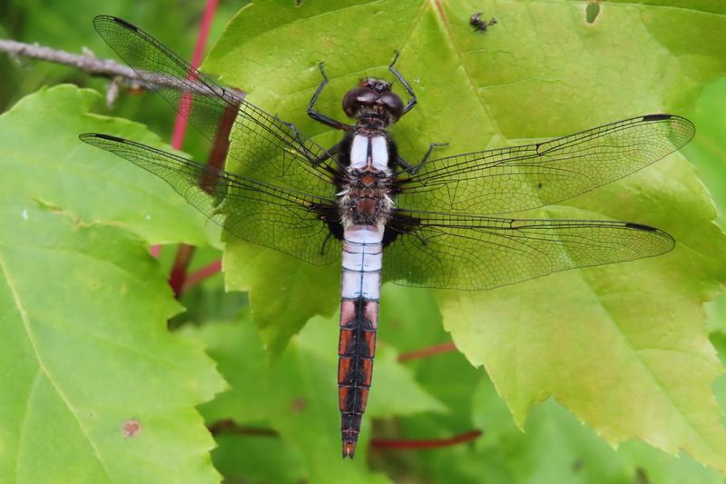 Photo of Chalk-fronted Corporal