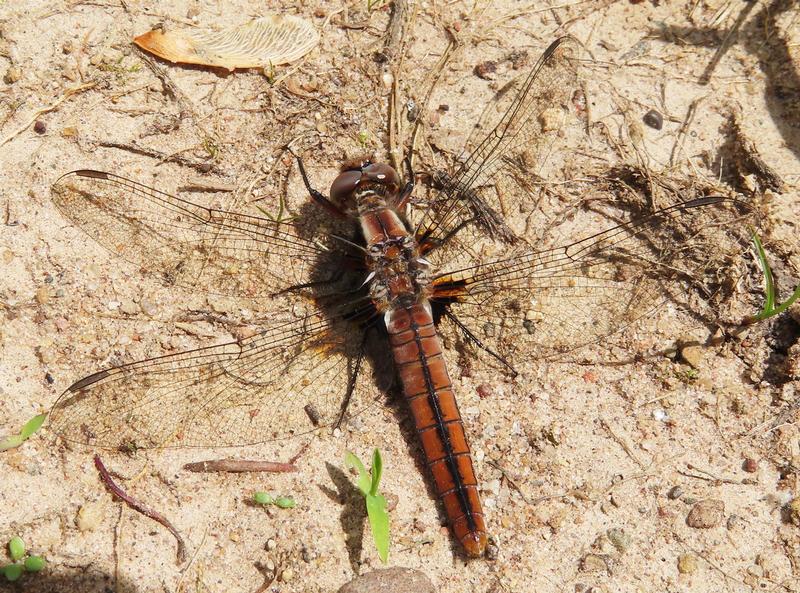 Photo of Chalk-fronted Corporal