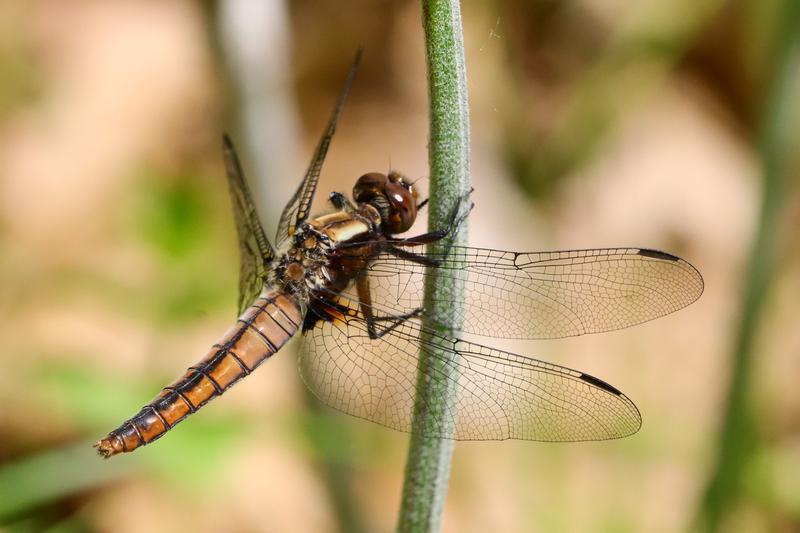 Photo of Chalk-fronted Corporal