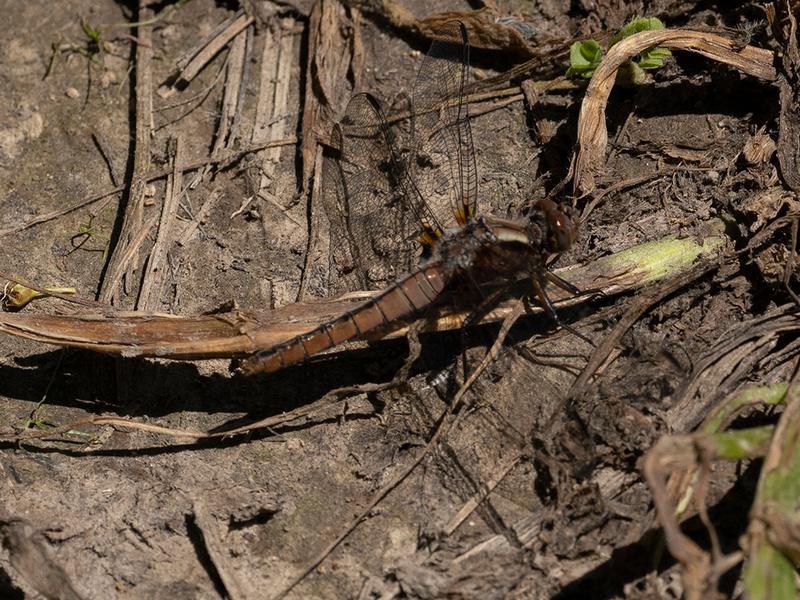 Photo of Chalk-fronted Corporal