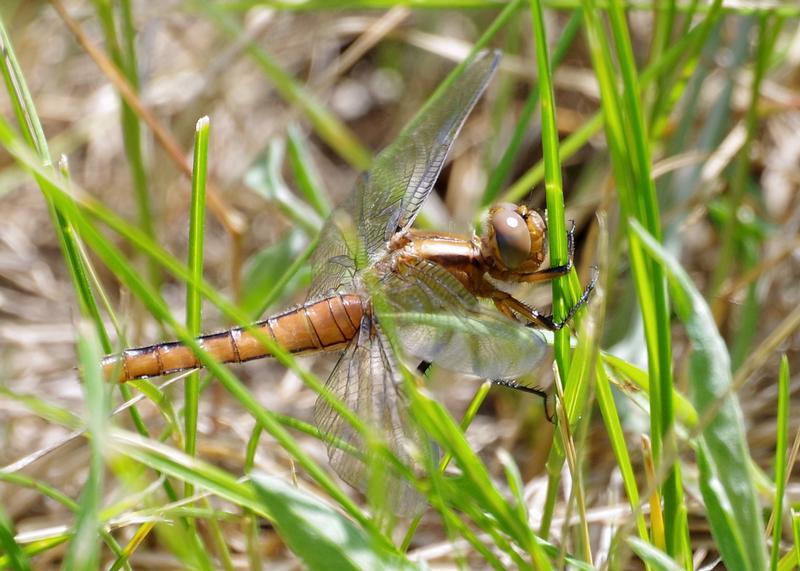 Photo of Chalk-fronted Corporal