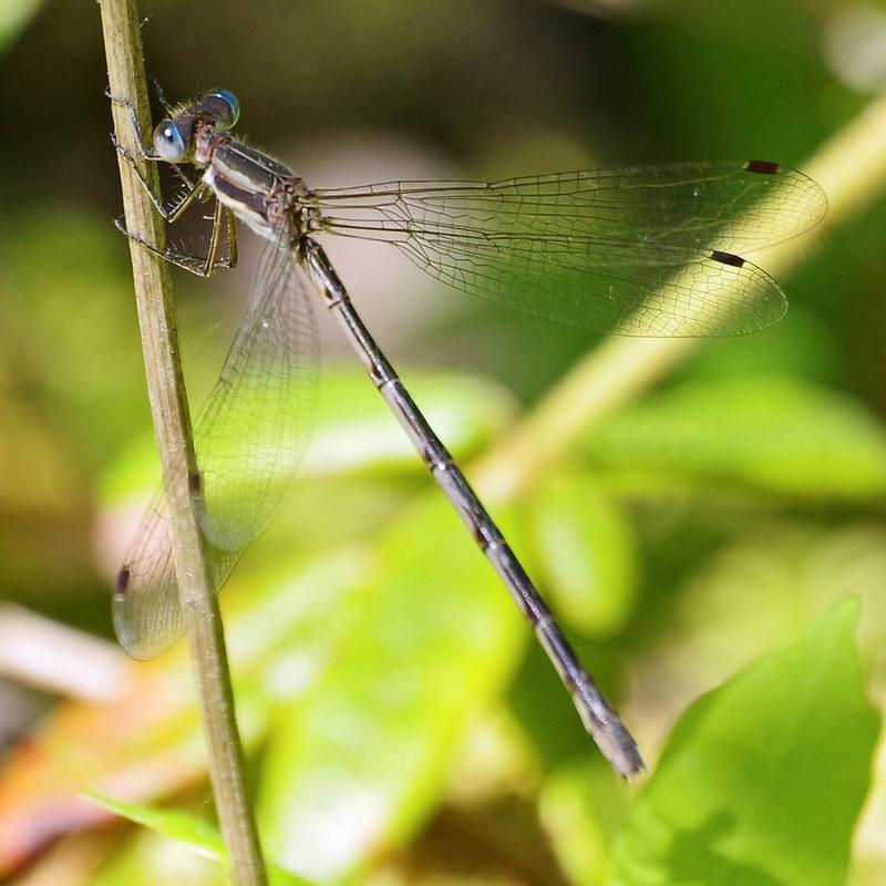 Photo of Southern Spreadwing