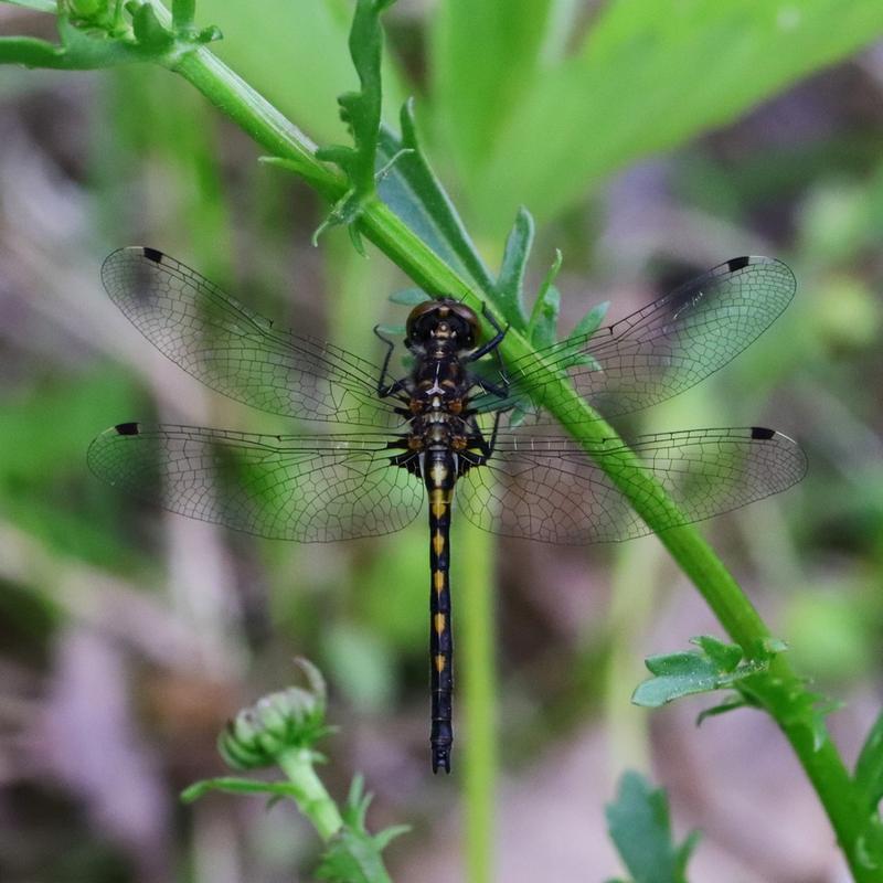 Photo of Hudsonian Whiteface