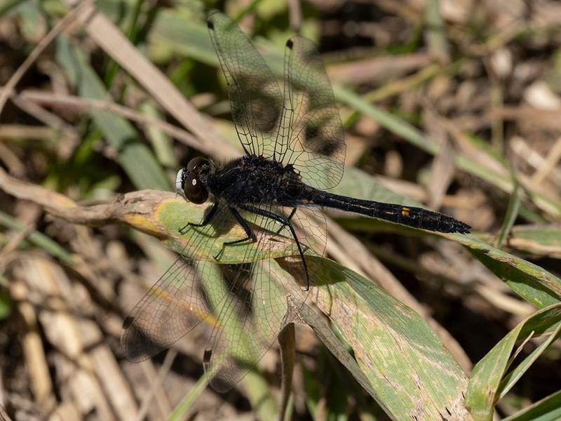 Photo of Dot-tailed Whiteface