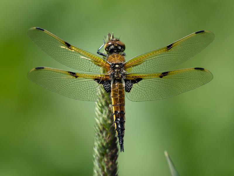 Photo of Four-spotted Skimmer