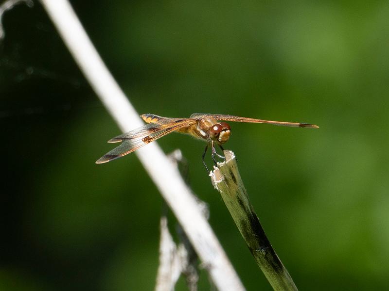 Photo of Painted Skimmer