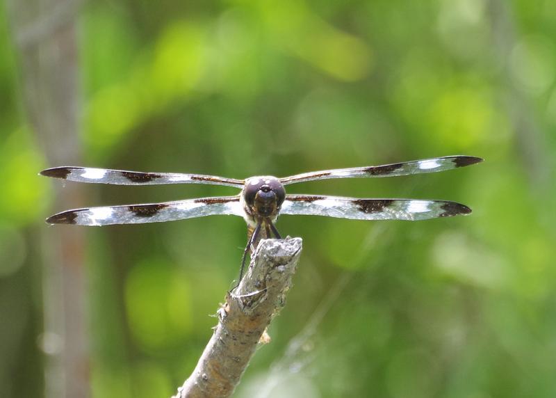 Photo of Twelve-spotted Skimmer