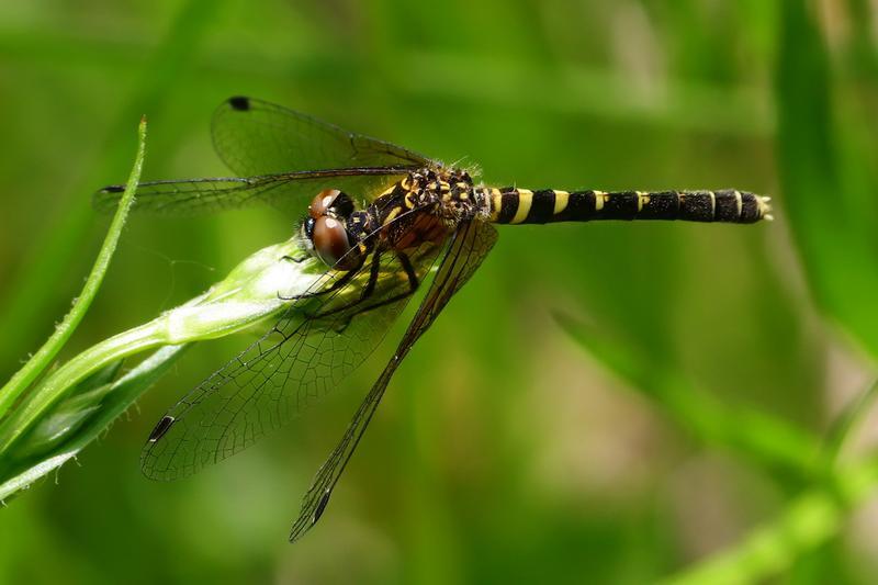 Photo of Elfin Skimmer