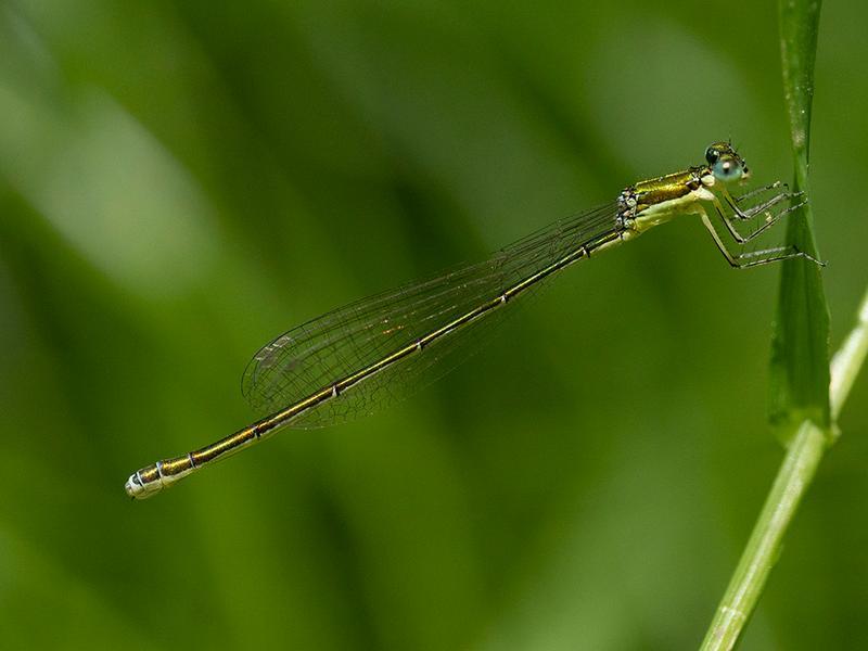 Photo of Sedge Sprite