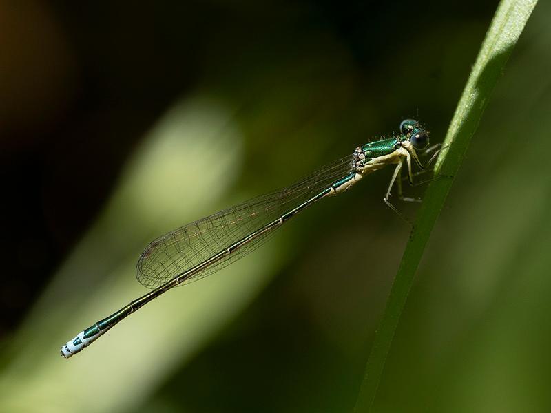 Photo of Sedge Sprite