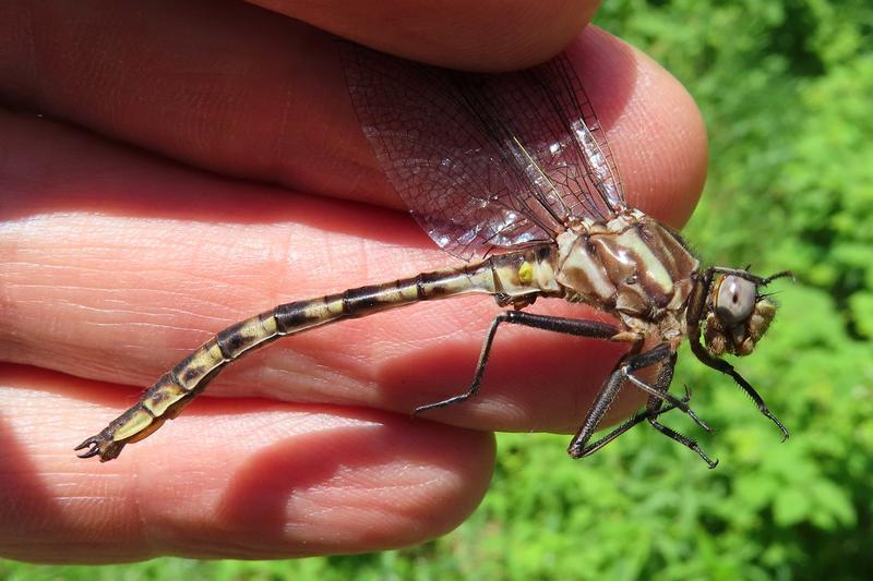 Photo of Dusky Clubtail