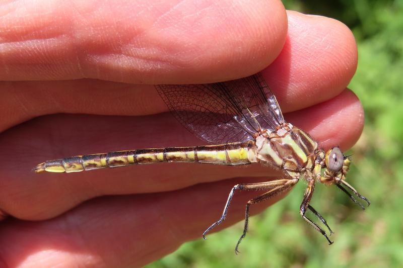 Photo of Dusky Clubtail