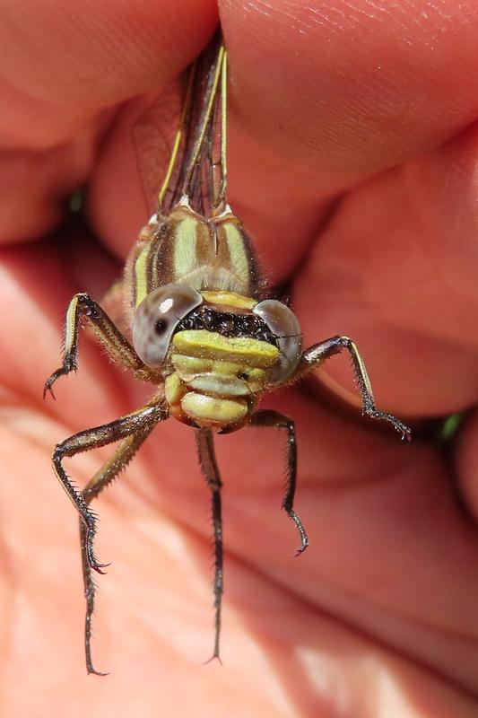 Photo of Dusky Clubtail