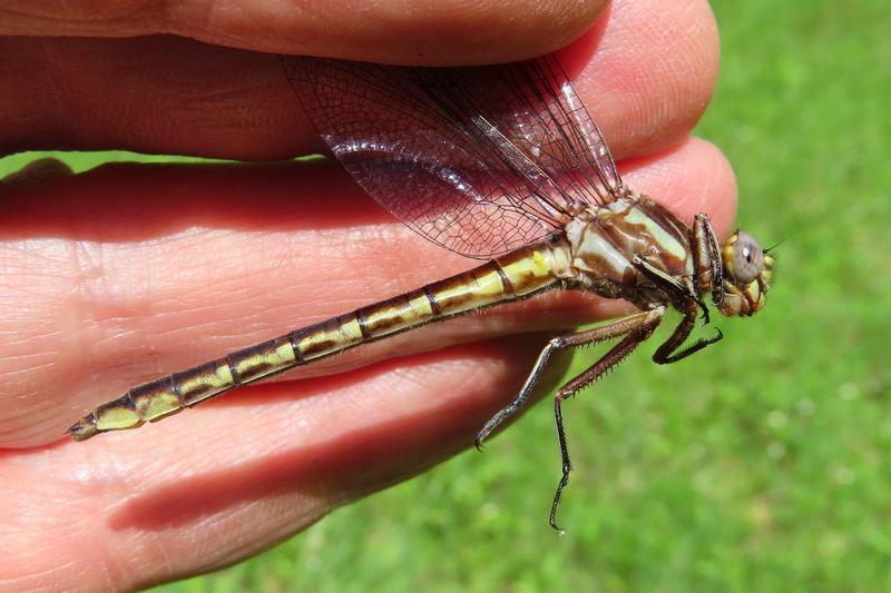 Photo of Ashy Clubtail