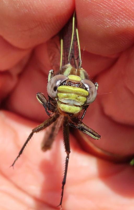 Photo of Ashy Clubtail