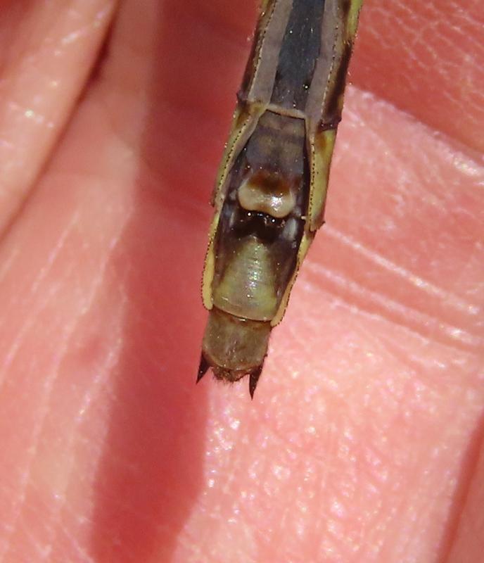 Photo of Ashy Clubtail