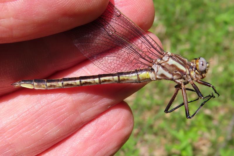 Photo of Dusky Clubtail