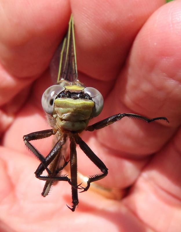 Photo of Dusky Clubtail