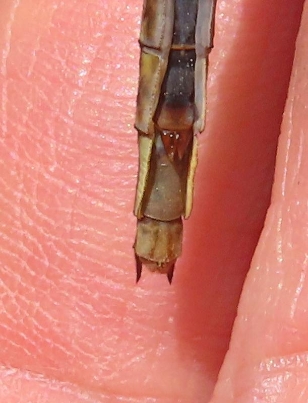 Photo of Dusky Clubtail