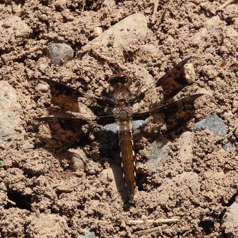 Photo of Common Whitetail