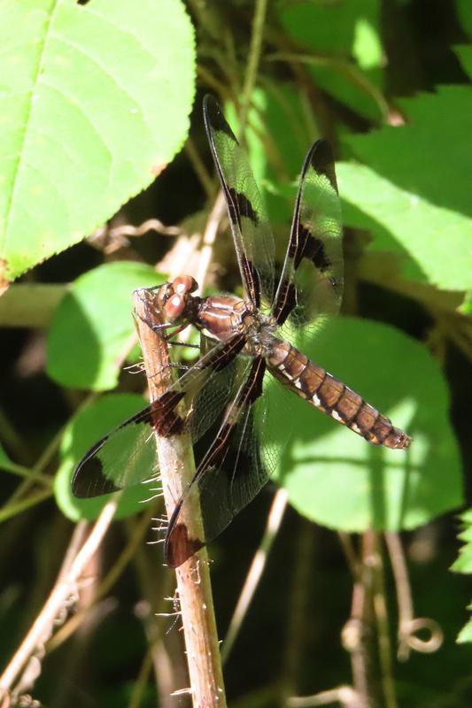 Photo of Common Whitetail