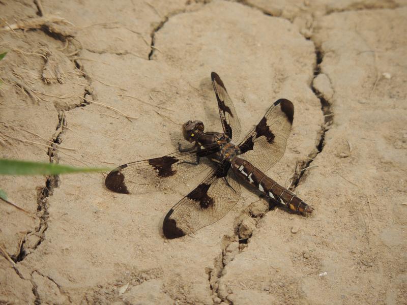 Photo of Common Whitetail