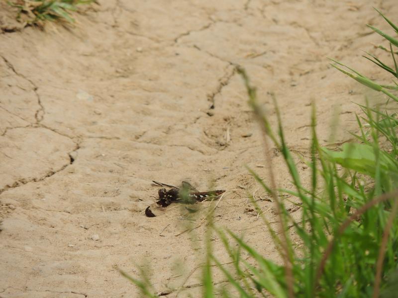 Photo of Common Whitetail