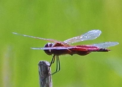 Photo of Carolina Saddlebags