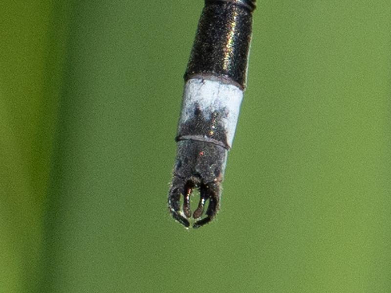 Photo of Southern Spreadwing