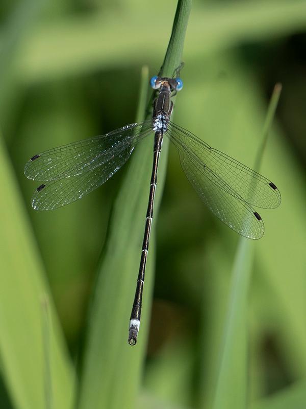 Photo of Southern Spreadwing