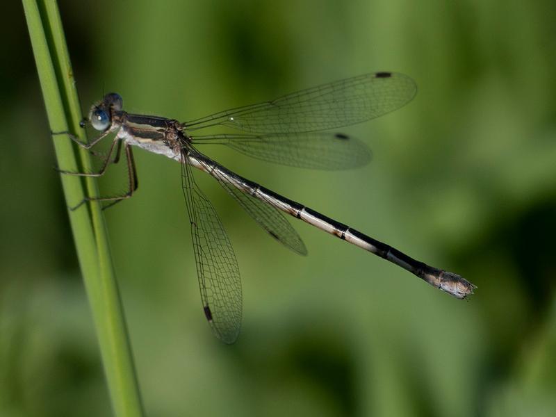 Photo of Southern Spreadwing