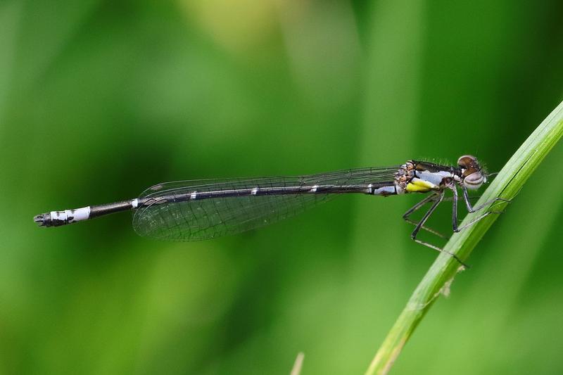 Photo of Aurora Damsel