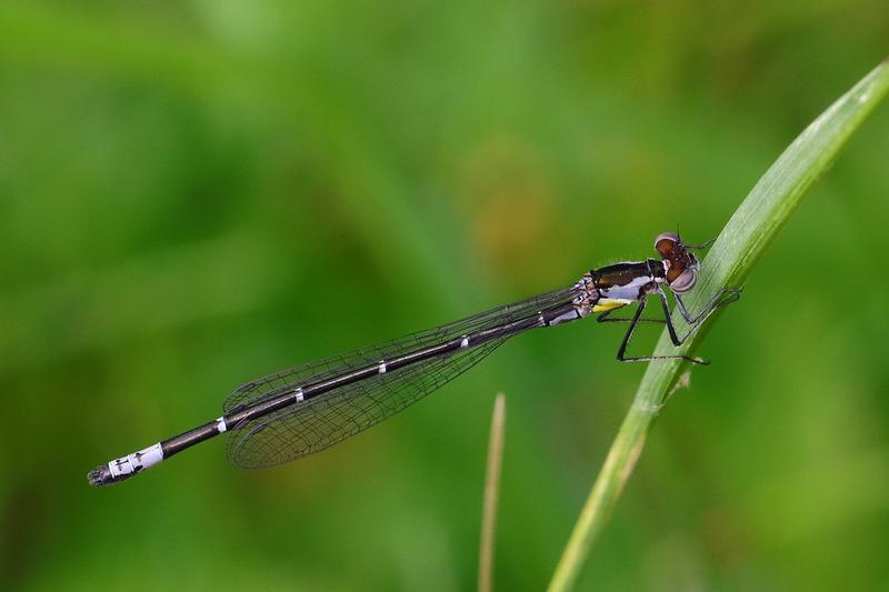 Photo of Aurora Damsel